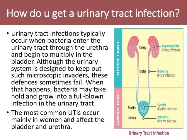 Urinary Tract Infections Uti And Renal Vascular Diseases
