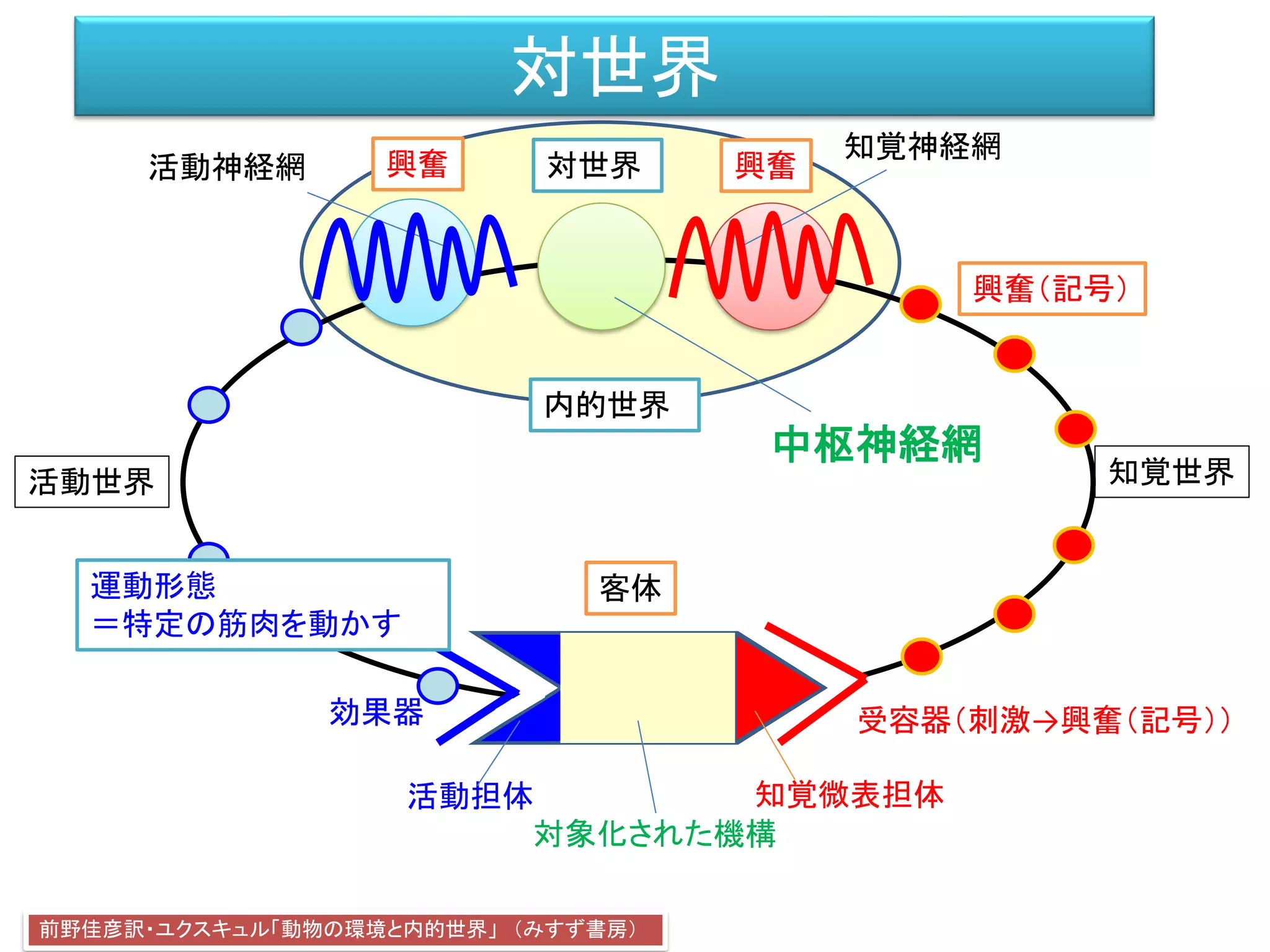 対世界
効果器 受容器（刺激→興奮（記号））
客体
活動神経網
知覚神経網
前野佳彦訳・ユクスキュル「動物の環境と内的世界」 （みすず書房）
知覚世界活動世界
知覚微表担体
対象化された機構
活動担体
内的世界
興奮（記号）
興奮興奮
運動形態
＝特定の筋肉を動かす
中枢神経網
対世界
 