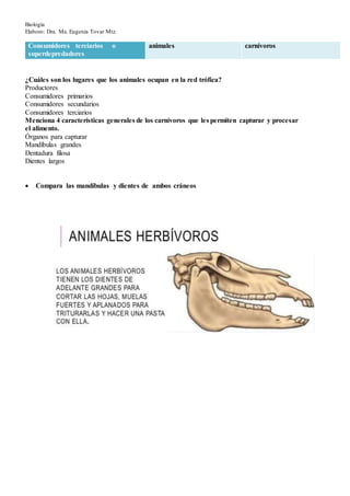 Biología
Elaboro: Dra. Ma. Eugenia Tovar Mtz.
Consumidores terciarios o
superdepredadores
animales carnívoros
¿Cuáles son los lugares que los animales ocupan en la red trófica?
Productores
Consumidores primarios
Consumidores secundarios
Consumidores terciarios
Menciona 4 características generales de los carnívoros que les permiten capturar y procesar
el alimento.
Órganos para capturar
Mandíbulas grandes
Dentadura filosa
Dientes largos
 Compara las mandíbulas y dientes de ambos cráneos
 
