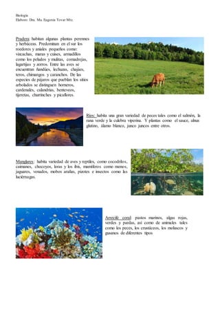 Biología
Elaboro: Dra. Ma. Eugenia Tovar Mtz.
Pradera: habitan algunas plantas perennes
y herbáceas. Predominan en el sur los
roedores y aniales pequeños como:
vizcachas, maras y cuises, armadillos
como los peludos y mulitas, comadrejas,
lagartijas y zorros. Entre las aves se
encuentran ñandúes, lechuzas, chajáes,
teros, chimangos y caranchos. De las
especies de pájaros que pueblan los sitios
arbolados se distinguen horneros,
cardenales, calandrias, benteveos,
tijeretas, churrinches y picaflores.
Ríos: habita una gran variedad de peces tales como el salmón, la
rana verde y la culebra viperina. Y plantas como el sauce, alnus
glutino, álamo blanco, junco juncos entre otros.
Manglares: habita variedad de aves y reptiles, como cocodrilos,
caimanes, chocoyos, loras y los ibis, mamíferos como monos,
jaguares, venados, mobos arañas, pizotes e insectos como las
luciérnagas.
Arrecife coral: pastos marinos, algas rojas,
verdes y pardas, así como de animales tales
como los peces, los crustáceos, los moluscos y
gusanos de diferentes tipos
 