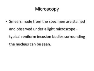 Microscopy
• Smears made from the specimen are stained
and observed under a light microscope –
typical reniform incusion bodies surrounding
the nucleus can be seen.
 
