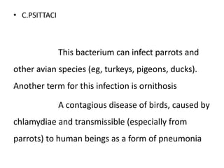 • C.PSITTACI
This bacterium can infect parrots and
other avian species (eg, turkeys, pigeons, ducks).
Another term for this infection is ornithosis
A contagious disease of birds, caused by
chlamydiae and transmissible (especially from
parrots) to human beings as a form of pneumonia
 