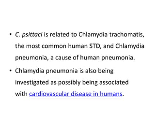 • C. psittaci is related to Chlamydia trachomatis,
the most common human STD, and Chlamydia
pneumonia, a cause of human pneumonia.
• Chlamydia pneumonia is also being
investigated as possibly being associated
with cardiovascular disease in humans.
 
