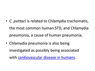 • C.TRACHOMATIS
Chlamydia infection is a common
sexually transmitted infection in humans caused
by the bacterium Chlamydia...