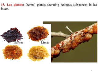 Shellac Insekt Glandular system | PPTX