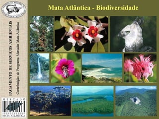 Mata Atlântica - Biodiversidade
 