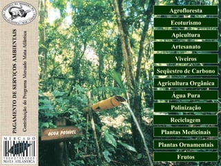 Agrofloresta
Ecoturismo
Apicultura
Reciclagem
Artesanato
Viveiros
Seqüestro de Carbono
Agricultura Orgânica
Água Pura
Polinização
Plantas Medicinais
Plantas Ornamentais
Frutos
 