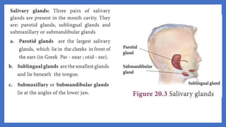 20. Pedagogy of Biological Science (Part II ) - Organ system in animals