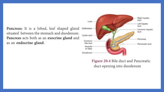 20. Pedagogy of Biological Science (Part II ) - Organ system in animals