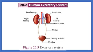 20. Pedagogy of Biological Science (Part II ) - Organ system in animals