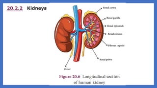 20. Pedagogy of Biological Science (Part II ) - Organ system in animals