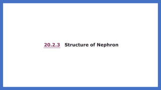 20. Pedagogy of Biological Science (Part II ) - Organ system in animals