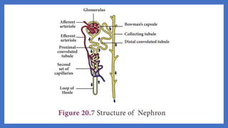 20. Pedagogy of Biological Science (Part II ) - Organ system in animals