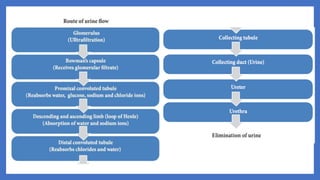 20. Pedagogy of Biological Science (Part II ) - Organ system in animals