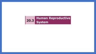 20. Pedagogy of Biological Science (Part II ) - Organ system in animals