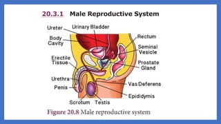 20. Pedagogy of Biological Science (Part II ) - Organ system in animals