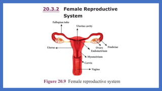 20. Pedagogy of Biological Science (Part II ) - Organ system in animals