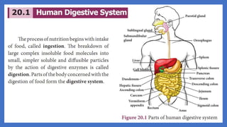 20. Pedagogy of Biological Science (Part II ) - Organ system in animals