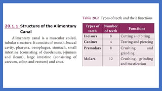 20. Pedagogy of Biological Science (Part II ) - Organ system in animals