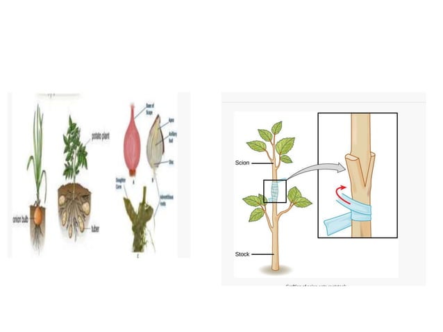 BREEDING METHODS FOR ASEXUALLY PROPAGATED SPECIES