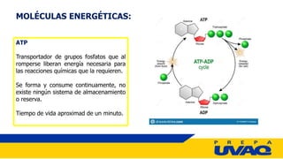 MOLÉCULAS ENERGÉTICAS:
ATP
Transportador de grupos fosfatos que al
romperse liberan energía necesaria para
las reacciones químicas que la requieren.
Se forma y consume continuamente, no
existe ningún sistema de almacenamiento
o reserva.
Tiempo de vida aproximad de un minuto.
 