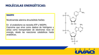 MOLÉCULAS ENERGÉTICAS:
NADPH
Nicotinamida adenina dinucleótido fosfato
En el anabolismo se necesita ATP y NADPH.
Coenzima que sirve como dadora de hidrógeno y
actúa como transportador de electrones ricos en
energía, desde las reacciones catabólicas hasta
anabólicas.
 
