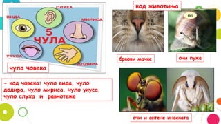 чула човека
бркови мачке очи пужа
очи и антене инсеката
- код човека: чуло вида, чуло
додира, чуло мириса, чуло укуса,
чуло слуха и равнотеже
код животиња
 