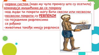 6
-нервни систем (када му чула пренесу шта су осетила)
командује мишићима да се покрену
-код људи ти покрети могу бити свесни или несвесни
-несвесни покрети су РЕФЛЕКСИ
-са појединим рефлексима
се рађамо
-животиње такође имају рефлексе
 