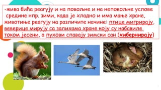 7
-жива бића реагују и на повољне и на неповољне услове
средине нпр. зими, када је хладно и има мање хране,
животиње реагују на различите начине: птице мигрирају,
веверице мирују са залихама хране коју су набавиле
током јесени, а пухови спавају зимски сан (хибернирају)
 