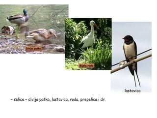– selice – divlja patka, lastavica, roda, prepelica i dr.
lastavica
 