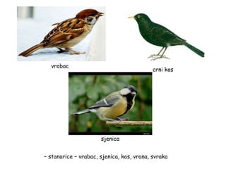 – stanarice – vrabac, sjenica, kos, vrana, svraka
vrabac
crni kos
sjenica
 