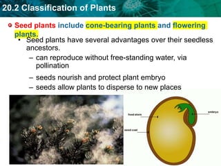 20.2 Classification of Plants
Seed plants include cone-bearing plants and flowering
plants.
• Seed plants have several adv...
