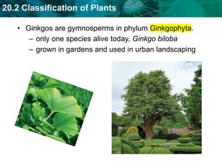 20.2 Classification of Plants
• Ginkgos are gymnosperms in phylum Ginkgophyta.
– only one species alive today, Ginkgo bilo...