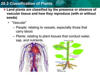 20.2 Classification of Plants
Land plants are classified by the presence or absence of
vascular tissue and how they reprod...