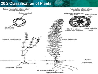 20.2 Classification of Plants
 
