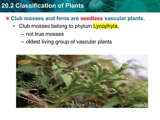 20.2 Classification of Plants.ppt