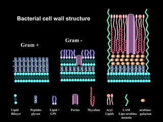 Bacterial cell wall structure
Gram +
Gram -
Mycobacterium
Lipid Peptido- Lipid + Porins Mycolate Acyl LAM arabino-
Bilayer glycan LPS Lipids Lipo-arabino galactan
mannin
 