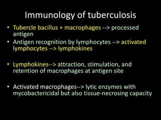 Immunology of tuberculosis
• Tubercle bacillus + macrophages --> processed
antigen
• Antigen recognition by lymphocytes --> activated
lymphocytes --> lymphokines
• Lymphokines--> attraction, stimulation, and
retention of macrophages at antigen site
• Activated macrophages--> lytic enzymes with
mycobactericidal but also tissue-necrosing capacity
 