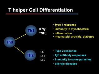 T helper Cell Differentiation
Th0
Th2
Th1
• Type 1 response
• immunity to mycobacteria
• inflammation
• rheumatoid arthritis, diabetes
• Type 2 response
• IgE antibody responses
• Immunity to some parasites
• allergic diseases
IFNg
TNFa
IL4
IL13
IL10
 