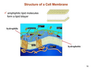 18
9 amphiphilic lipid molecules
form a lipid bilayer
Structure of a Cell Membrane
hydrophilic
hydrophobic
 