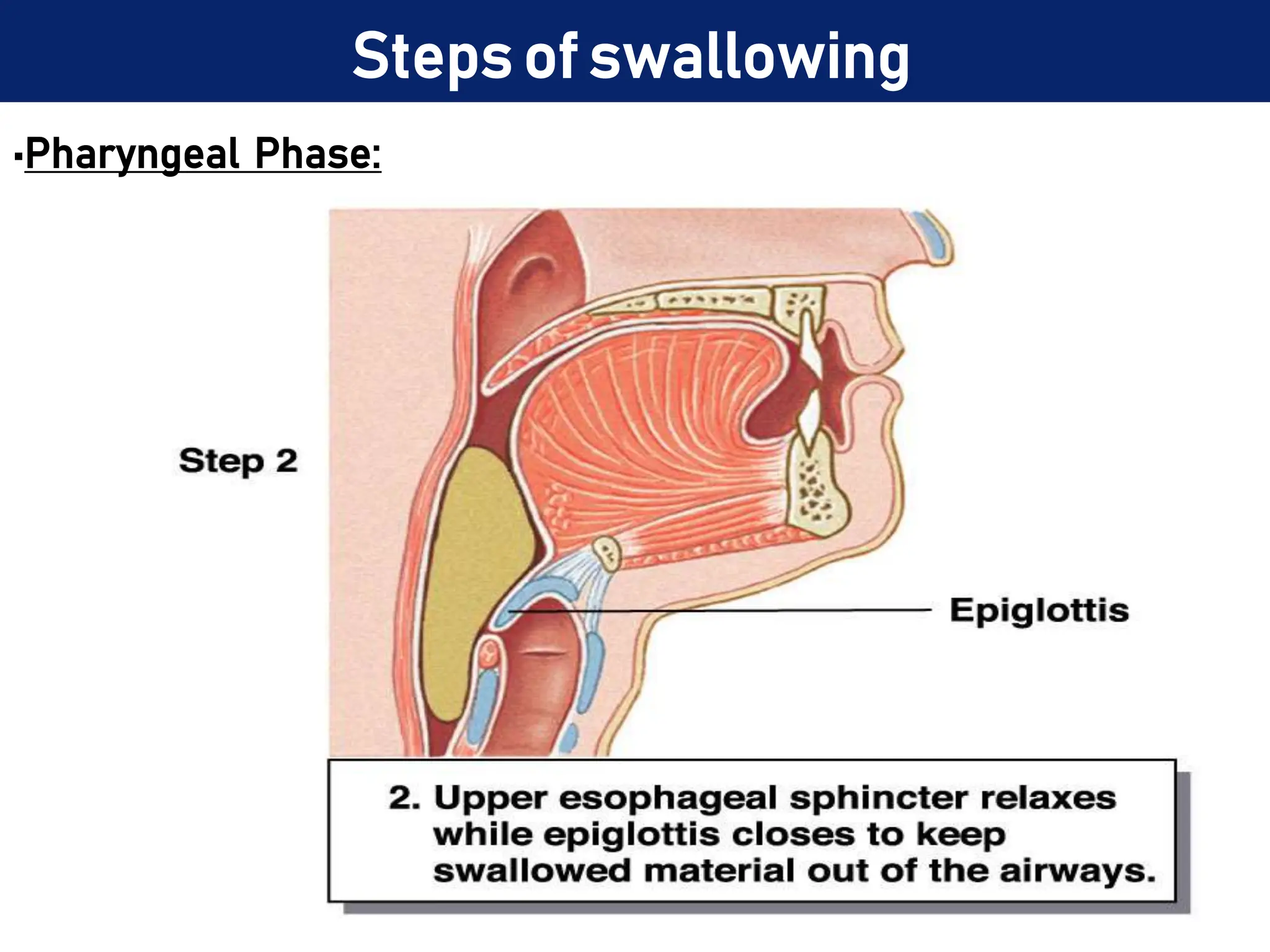 Steps of swallowing
•Pharyngeal Phase:
 
