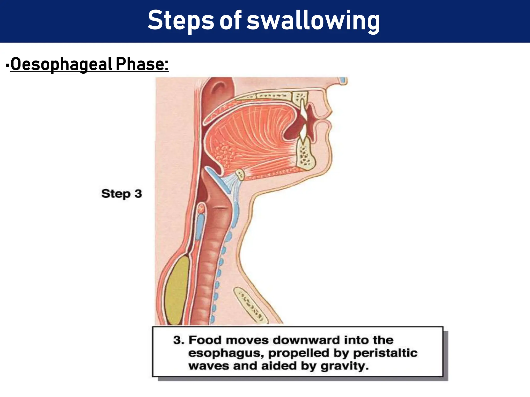 Steps of swallowing
•Oesophageal Phase:
 