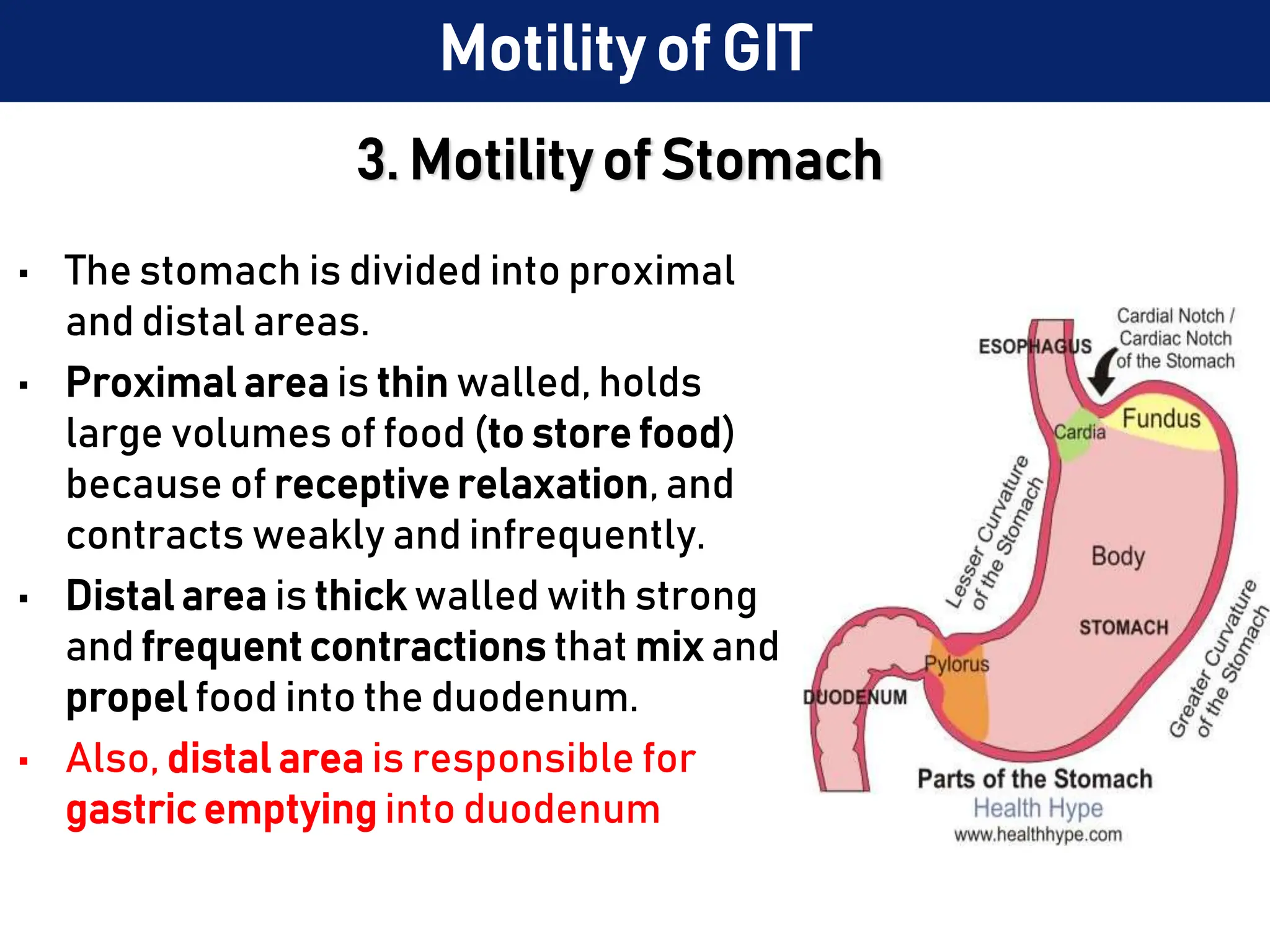 3. Motility of Stomach
• The stomach is divided into proximal
and distal areas.
• Proximal area is thin walled, holds
large volumes of food (to store food)
because of receptive relaxation, and
contracts weakly and infrequently.
• Distal area is thick walled with strong
and frequent contractions that mix and
propel food into the duodenum.
• Also, distal area is responsible for
gastric emptying into duodenum
Motility of GIT
 