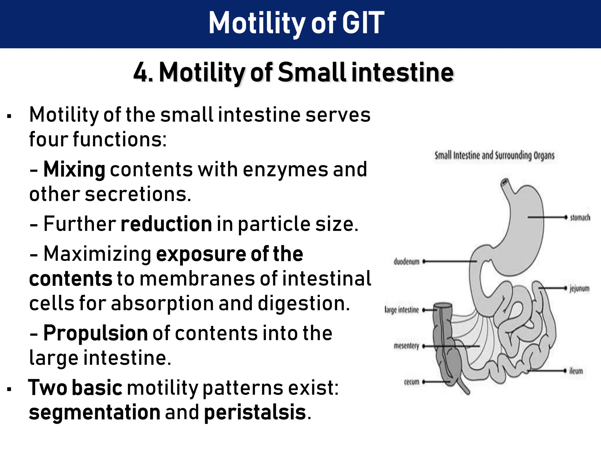 4. Motility of Small intestine
• Motility of the small intestine serves
four functions:
- Mixing contents with enzymes and
other secretions.
- Further reduction in particle size.
- Maximizing exposure of the
contents to membranes of intestinal
cells for absorption and digestion.
- Propulsion of contents into the
large intestine.
• Two basic motility patterns exist:
segmentation and peristalsis.
Motility of GIT
 