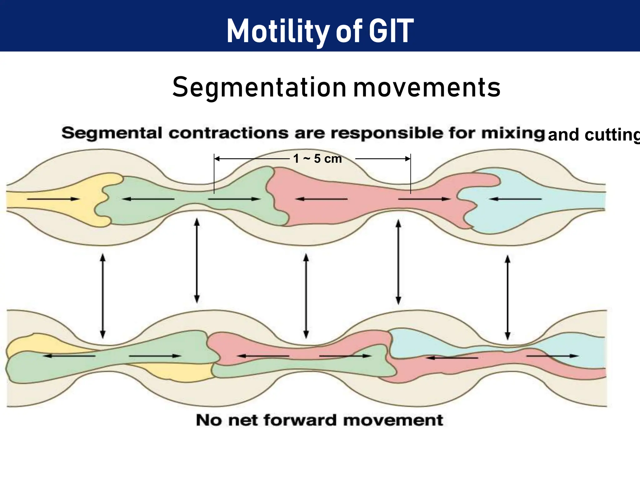 Motility of GIT
1 ~ 5 cm
and cutting
Segmentation movements
 