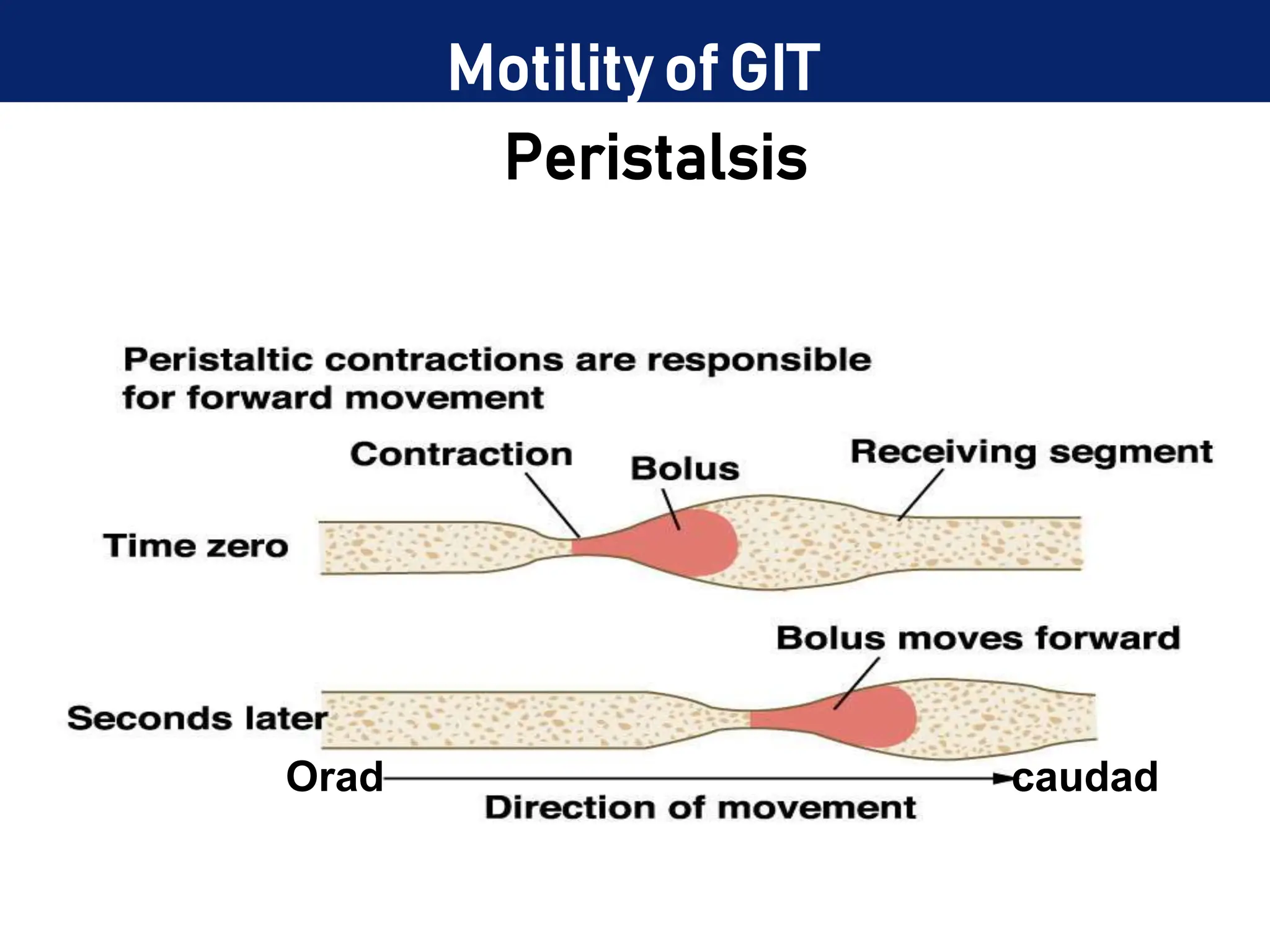 Peristalsis
Orad caudad
Motility of GIT
 
