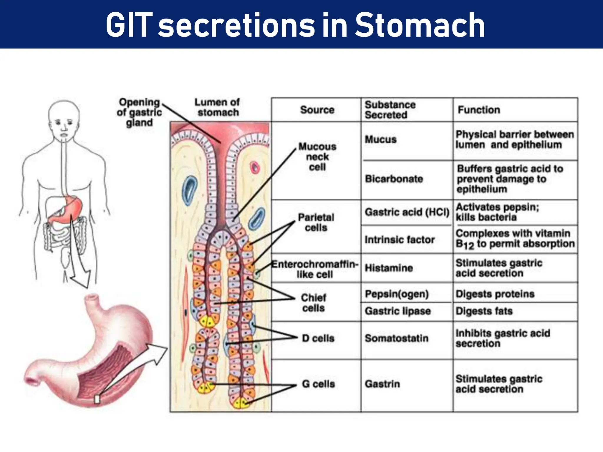 GIT secretions in Stomach
 