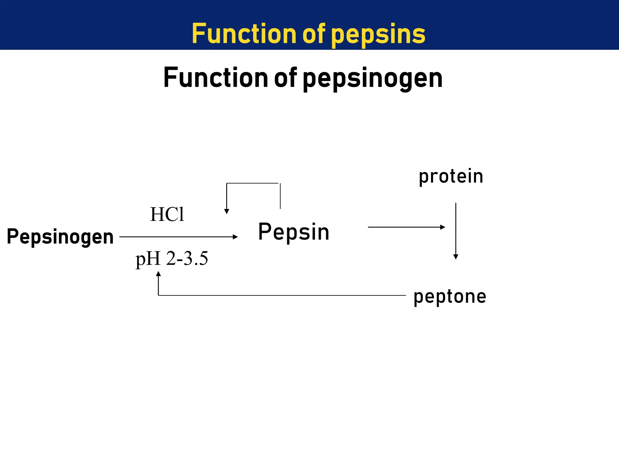 Pepsinogen Pepsin
protein
peptone
pH 2-3.5
HCl
Function of pepsinogen
Function of pepsins
 