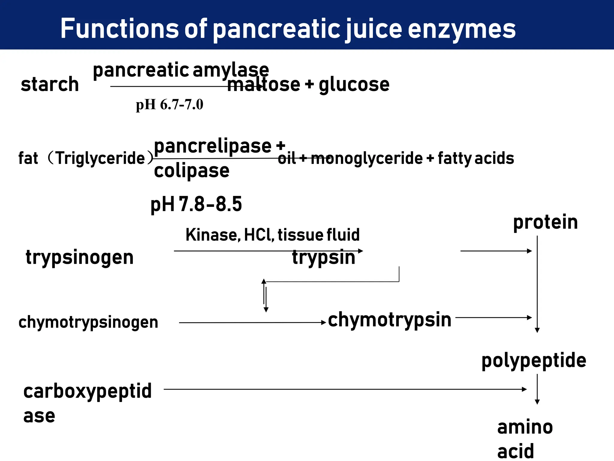 starch maltose + glucose
pancreatic amylase
pH 6.7-7.0
fat（Triglyceride） oil+ monoglyceride+ fattyacids
pancrelipase +
colipase
pH 7.8-8.5
trypsinogen trypsin
Kinase, HCl, tissuefluid
chymotrypsinogen chymotrypsin
protein
polypeptide
carboxypeptid
ase
amino
acid
Functions of pancreatic juice enzymes
 