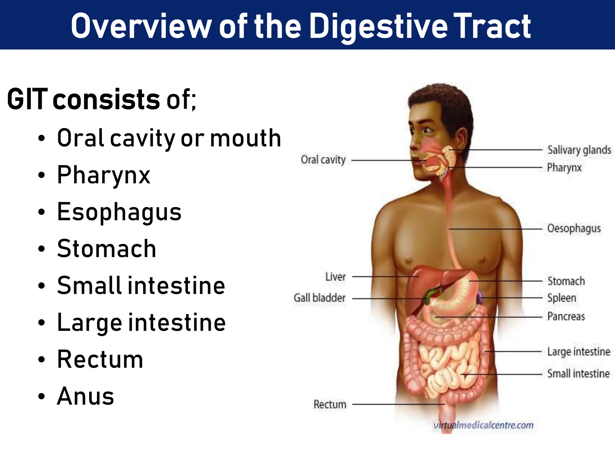 Overview of the Digestive Tract
GIT consists of;
• Oral cavity or mouth
• Pharynx
• Esophagus
• Stomach
• Small intestine
• Large intestine
• Rectum
• Anus
 
